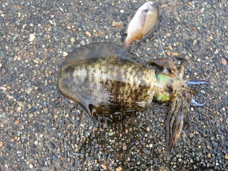 エギングとウキ釣り